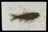 Large, Fossil Fish (Knightia) - Green River Formation #117143-1